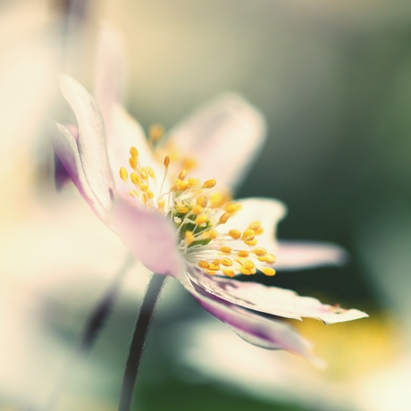 Bosanemoon softe look.