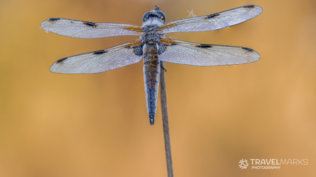 Macrofotografie libelle