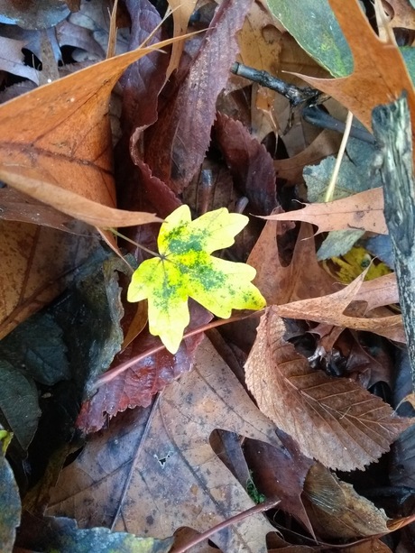 Lichtgevend blad