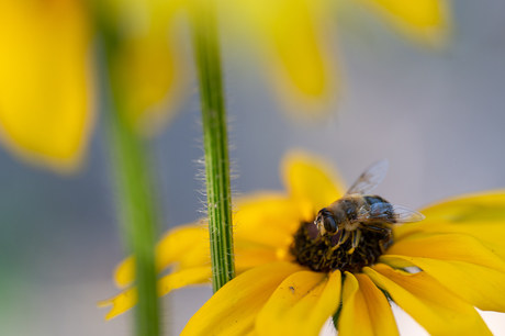 In de schaduw verstopt