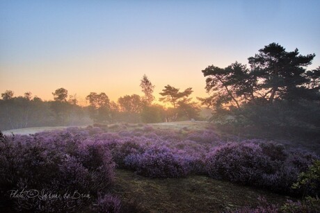 Heide in de vroege ochtendzon