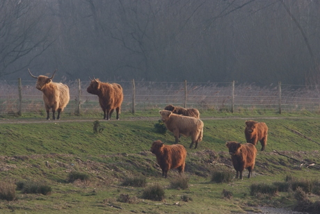 Wandeling Numansdorp