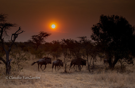 Wildebeests at sunrise