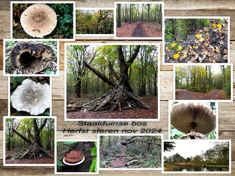 Collage   HERFST  SFEREN  in het Staalduinse bos  op 8nov 2024  