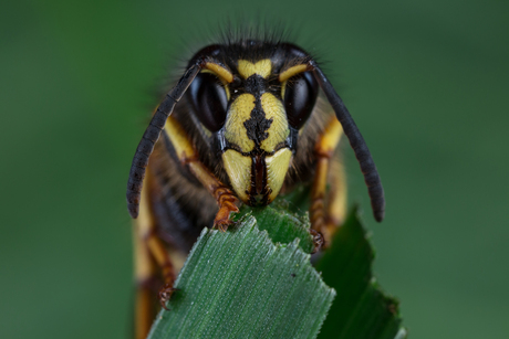 Koningin van de Saksische wesp (Dolichovespula saxonica queen)