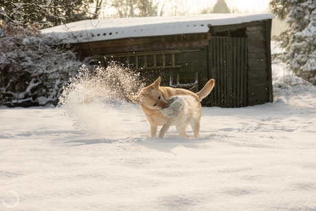 Sneeuwpret