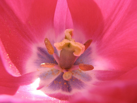 Roze tulp van binnen