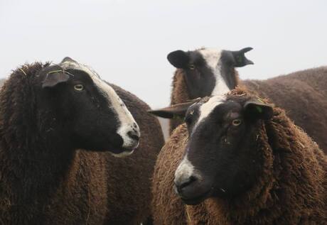 Kudde schapen in de mist