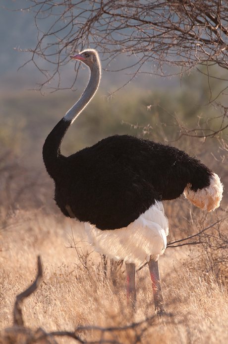 Somali-Ostrich, Kenia