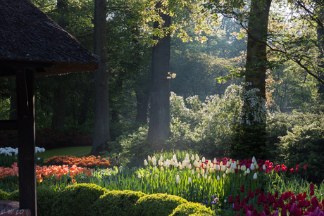 Keukenhof 2014