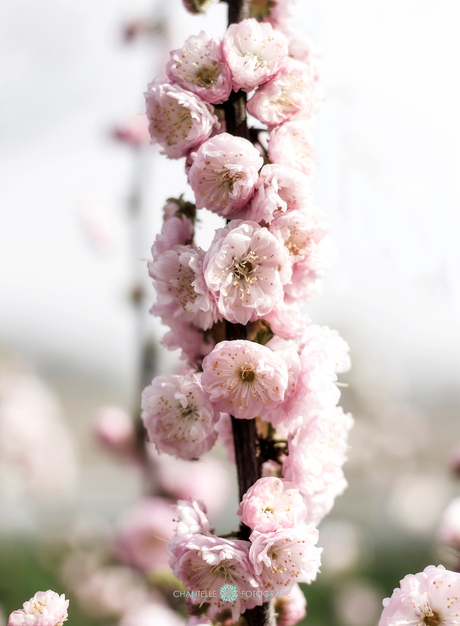 Prunus