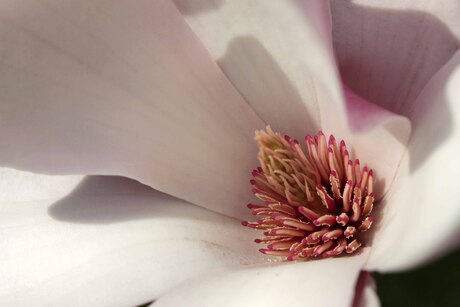 Magnolia (tulpenboom)