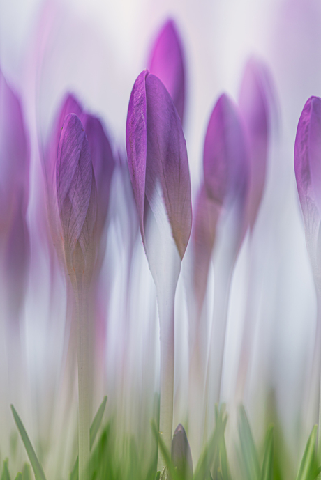 Crocus