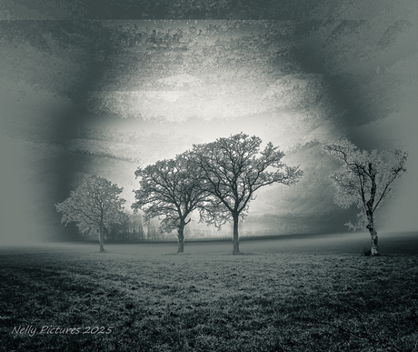 Vier bomen in de mist