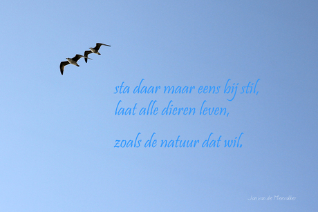 Zoals de natuur dat wil.jpg