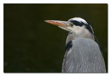 Meneer de Reiger