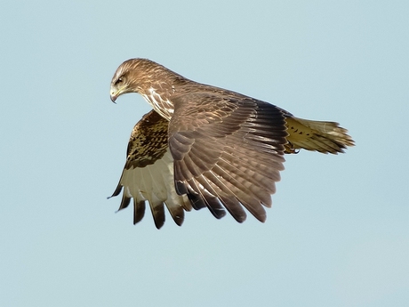 Buizerd .JPG