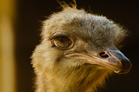 Struisvogel close up
