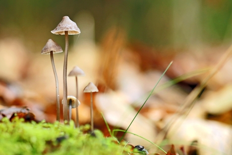 Groepje paddenstoelen