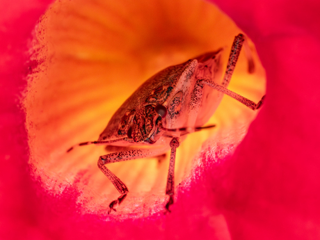 Wants in Mandevilla-bloem