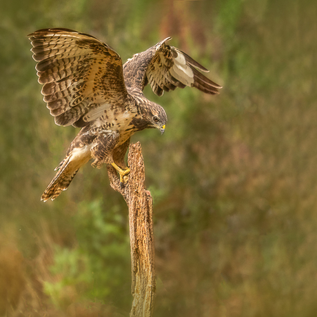 Buizerd