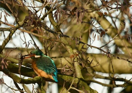 IJsvogel met stekelbaarsje uit wak opgedoken.