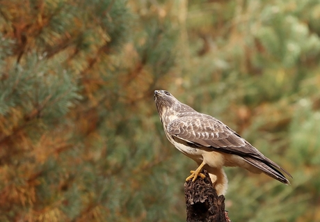 Buizerd