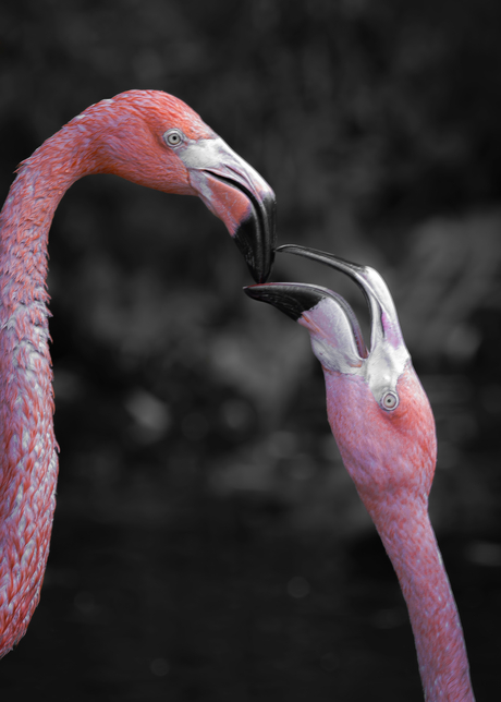 Liefkozende flamingo's