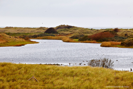 Texel