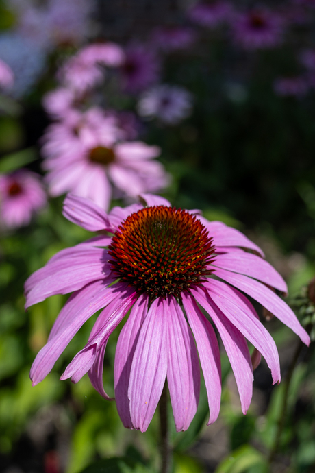 De rode zonnehoed, uiteindelijk toch nog in de Nederlandse zon!