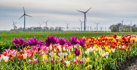 Kleurrijke polder :)