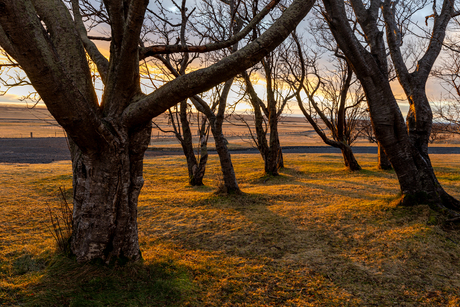 Kale bomen, warm licht