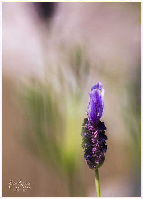 Kuif- of Vlinderlavendel.