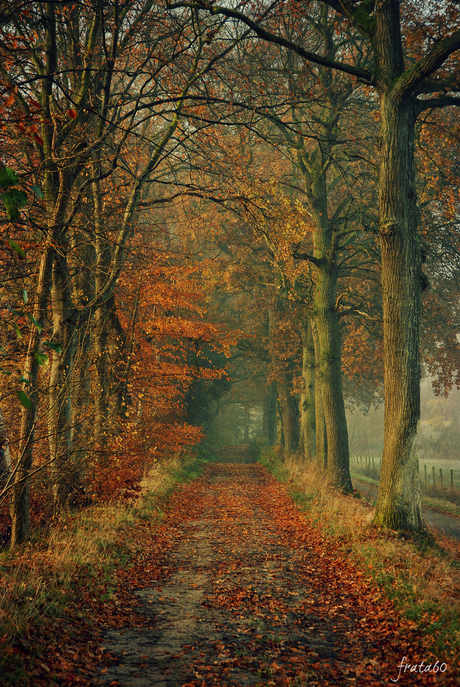 Country road in autumn