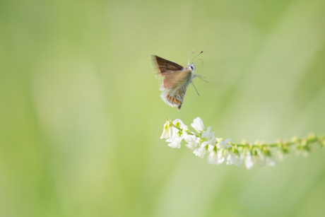 Vlinder in beweging