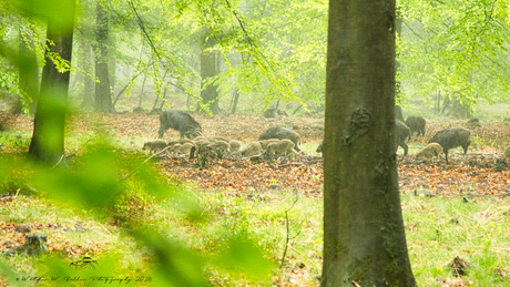 Rotte wilde varkens met frislingen