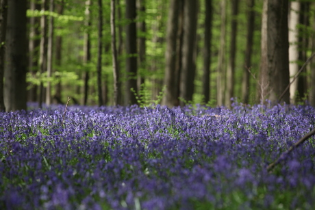 Hallerbos