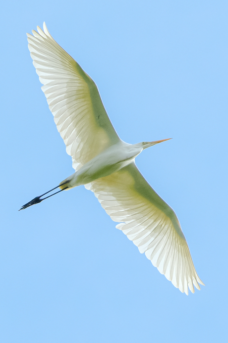 Zilverreiger