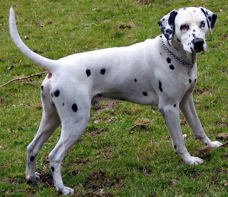 Dalmatier