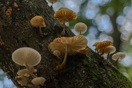 Paddestoelen hoog in de boom