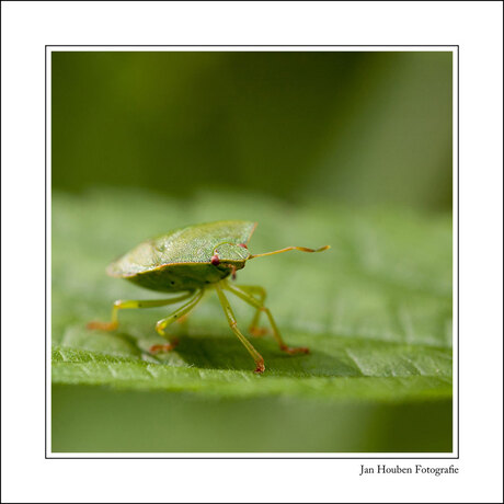 Palomena prasina - Groene stinkwants