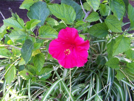 gewoon een mooie bloem