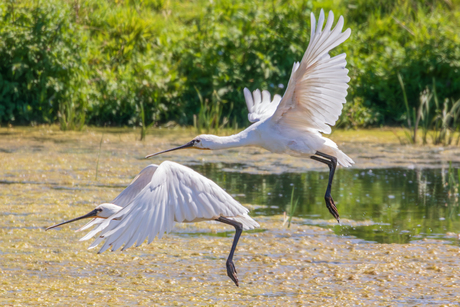 Lepelaars in de Nieuwe Driemanspolder
