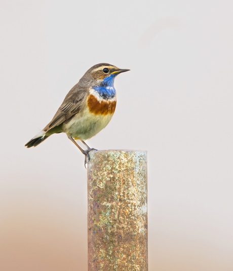Blauwborst 