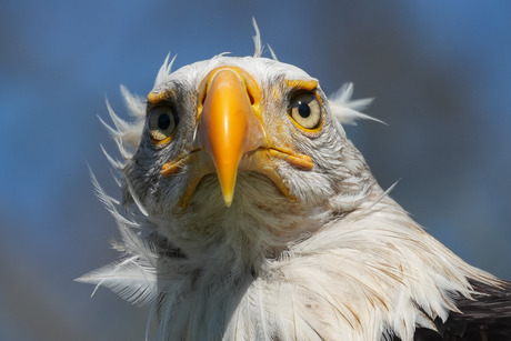 portret van een zeearend