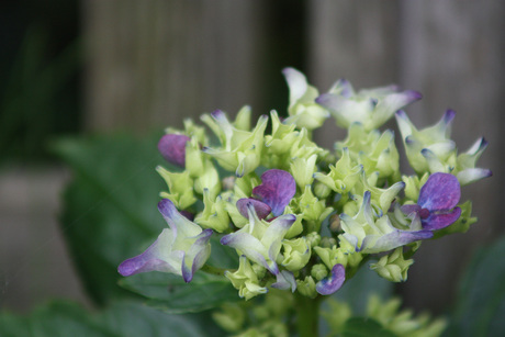 paarse tuinhortensia