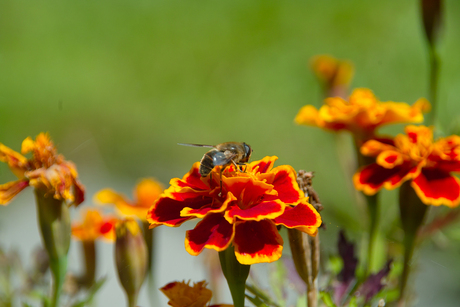 Bloemetjes en bijtje