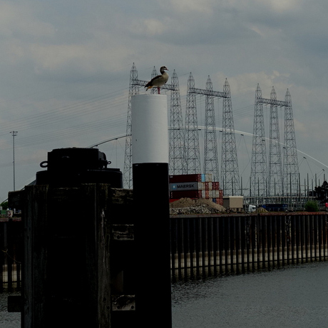 duck