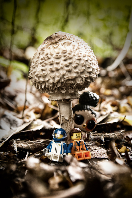 Verstoppen achter paddenstoel
