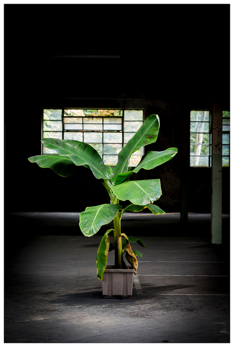 Plant in het licht.